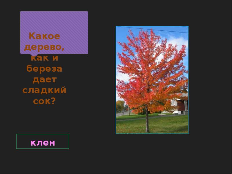 Почему у березы и клена сок сладкий