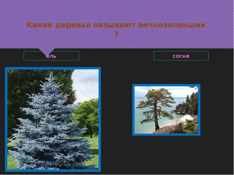 Какие деревья называют вечнозелеными? (Ель, сосна). Какие деревья называют вечнозелеными. Какие деревья зимой. Какие деревья зимой остаются зелеными. Какое дерево называют деревом жизни